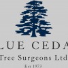 Blue Cedar Tree Surgeons