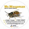 Mr Waspman Pest Control