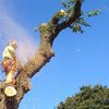 Treetops Tree Surgeons