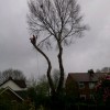 Treestyle Arboriculture, Tree Surgeon Manchester