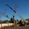 Specialised Tree Services