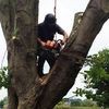 Scott Davies Tree Surgery