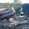 Root & Branch South West Tree Services