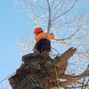 Premier Tree Services