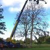 Aberdeen Area Tree Surgeons