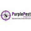 Purple Pest