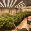 LED Hydroponic