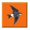 House Martin Heating