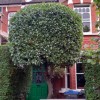 Tree Surgeons Wimbledon