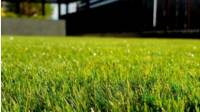 Artificial Grass